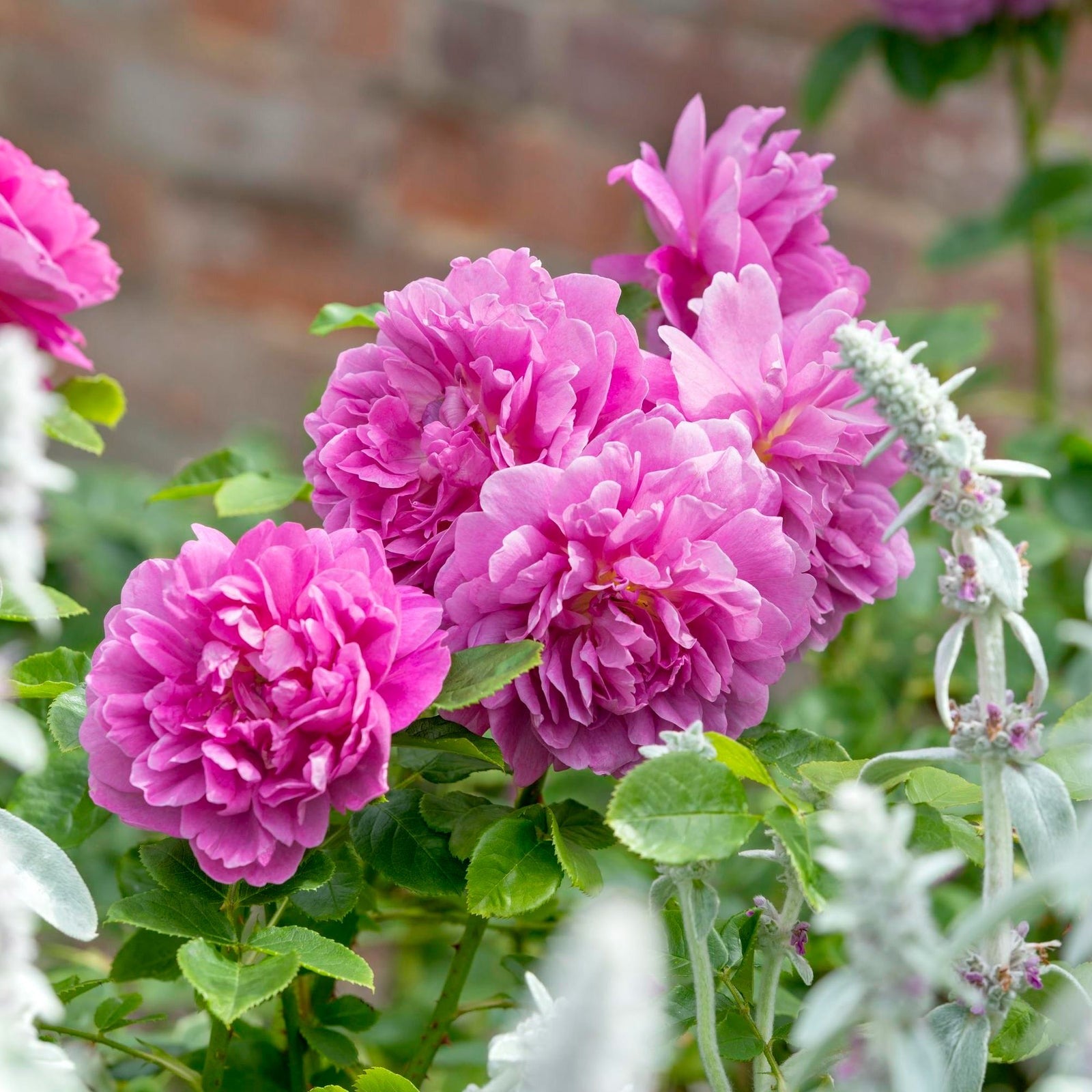 Princess Anne™ 10 Rose Hedging Bundle