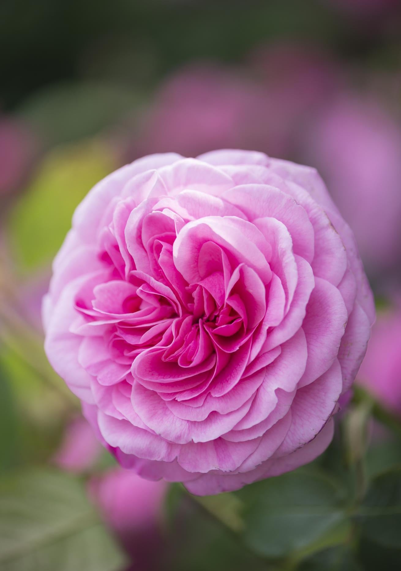 Gertrude Jekyll pink rose bred by David Austin
