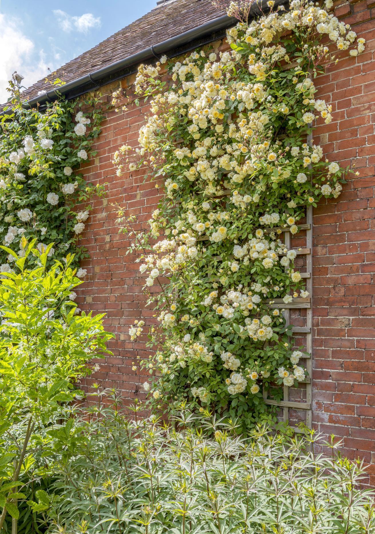 Malvern_Hills English rambling yellow rose bred by David Austin