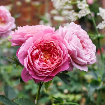 Shrub Roses