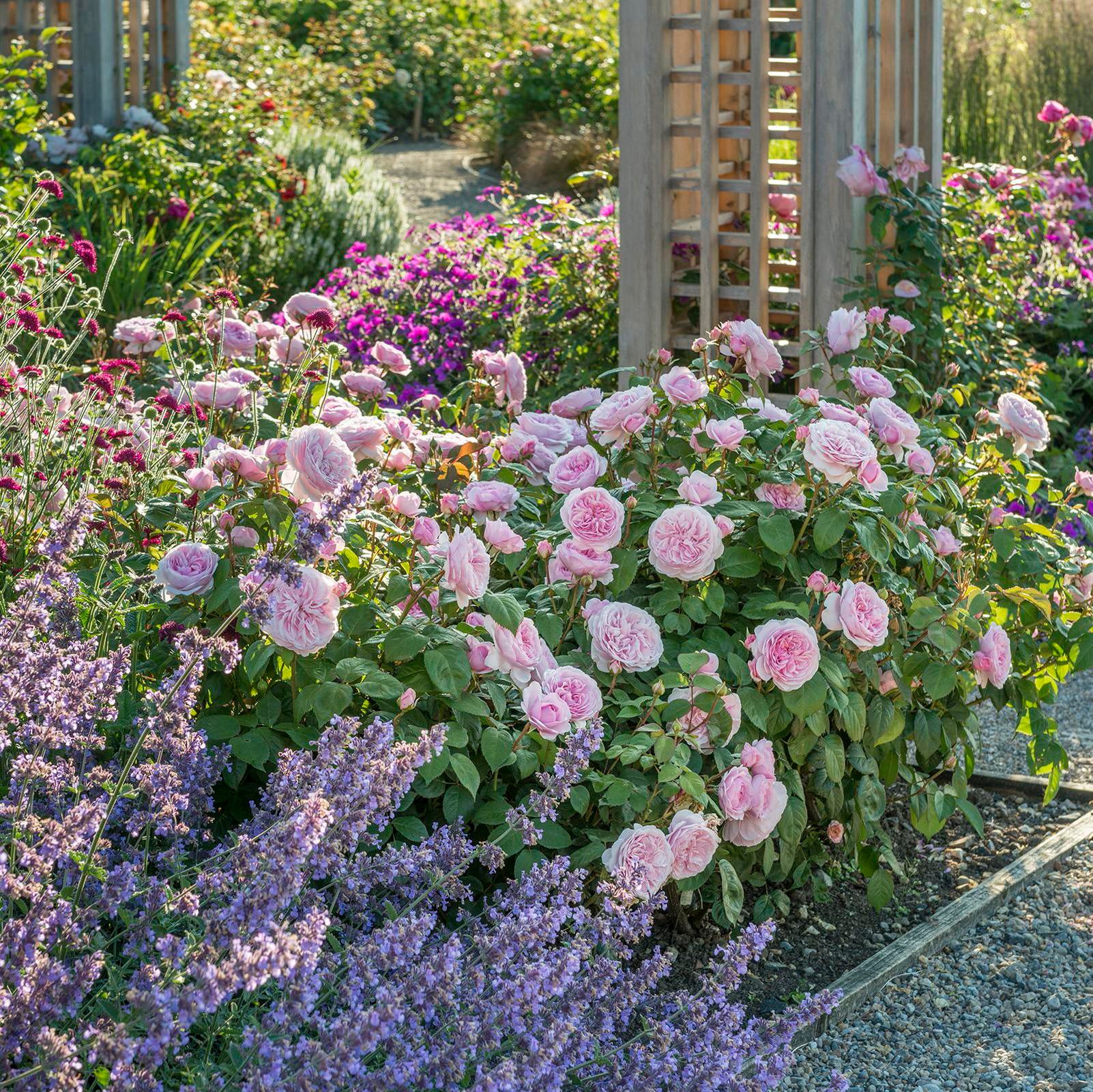 Olivia Rose Austin®