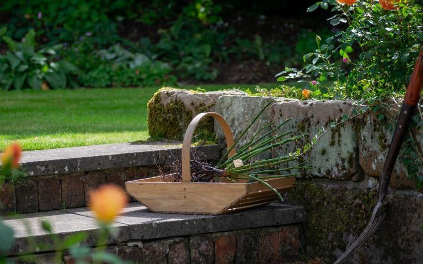 Planting without waste: The simple, sustainable beauty of bare root roses