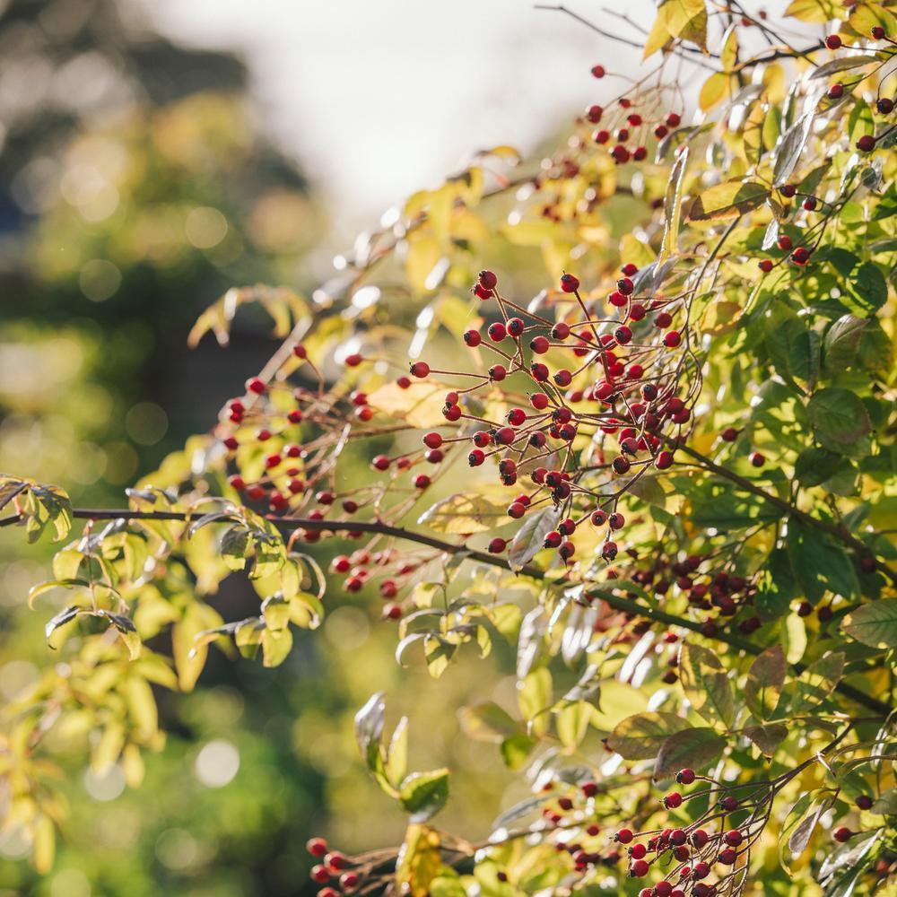 red rose hips