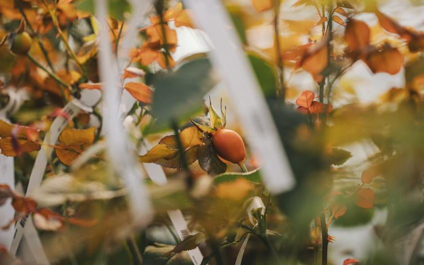 Close up of a orange rose hip in the greenhouse