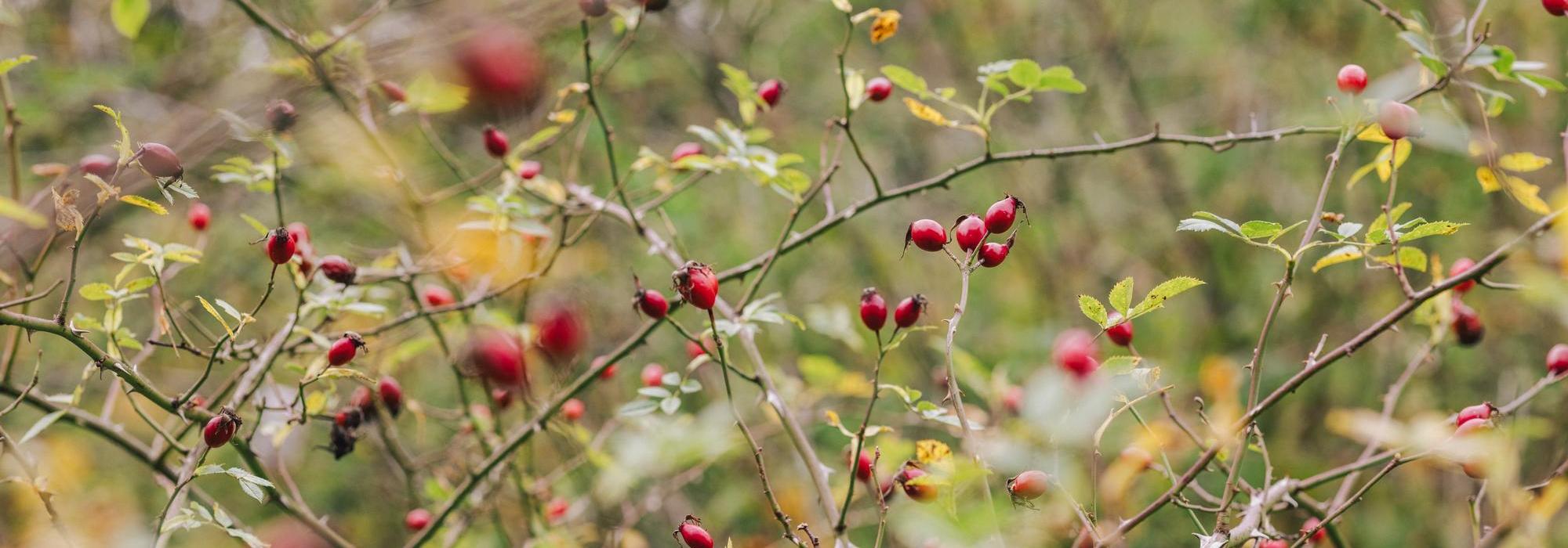 Red rose hips on bushes