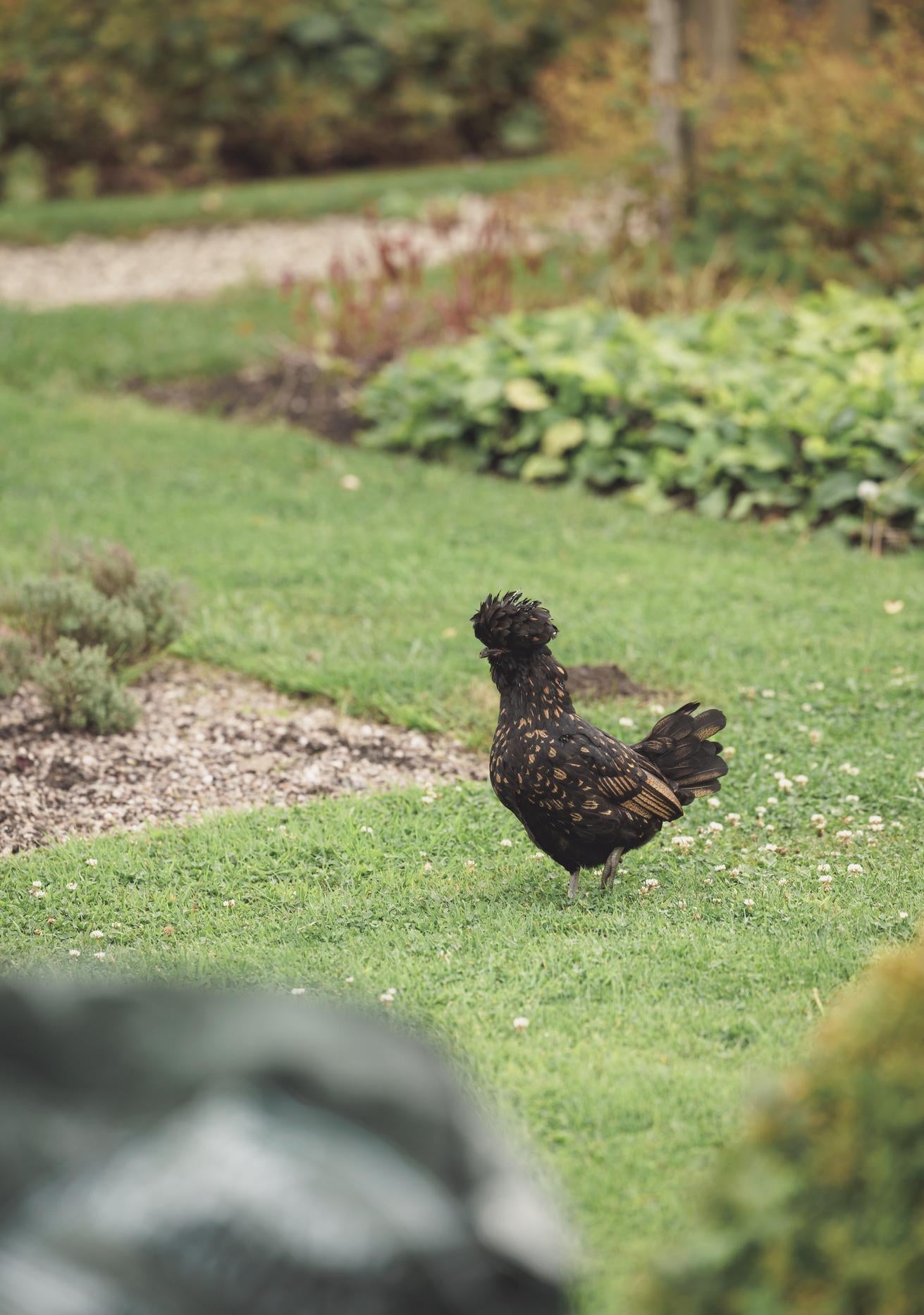 Lifestyle garden shot of a chicken