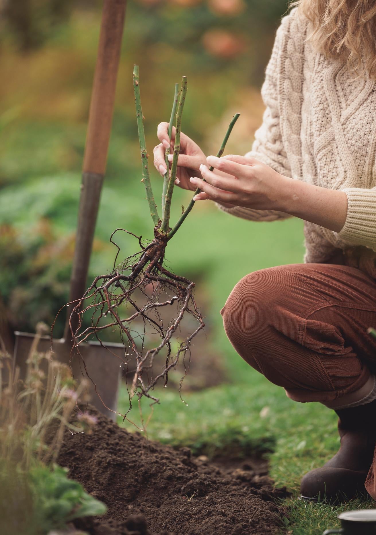 Bare root rose bred by David Austin being held by a woman