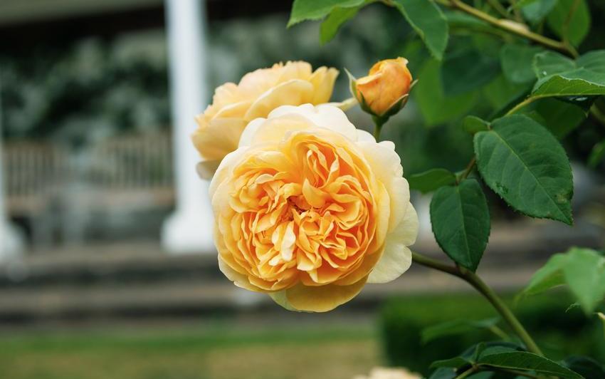 Bring_Me_Sunshine yellow shrub rose bred by David Austin
