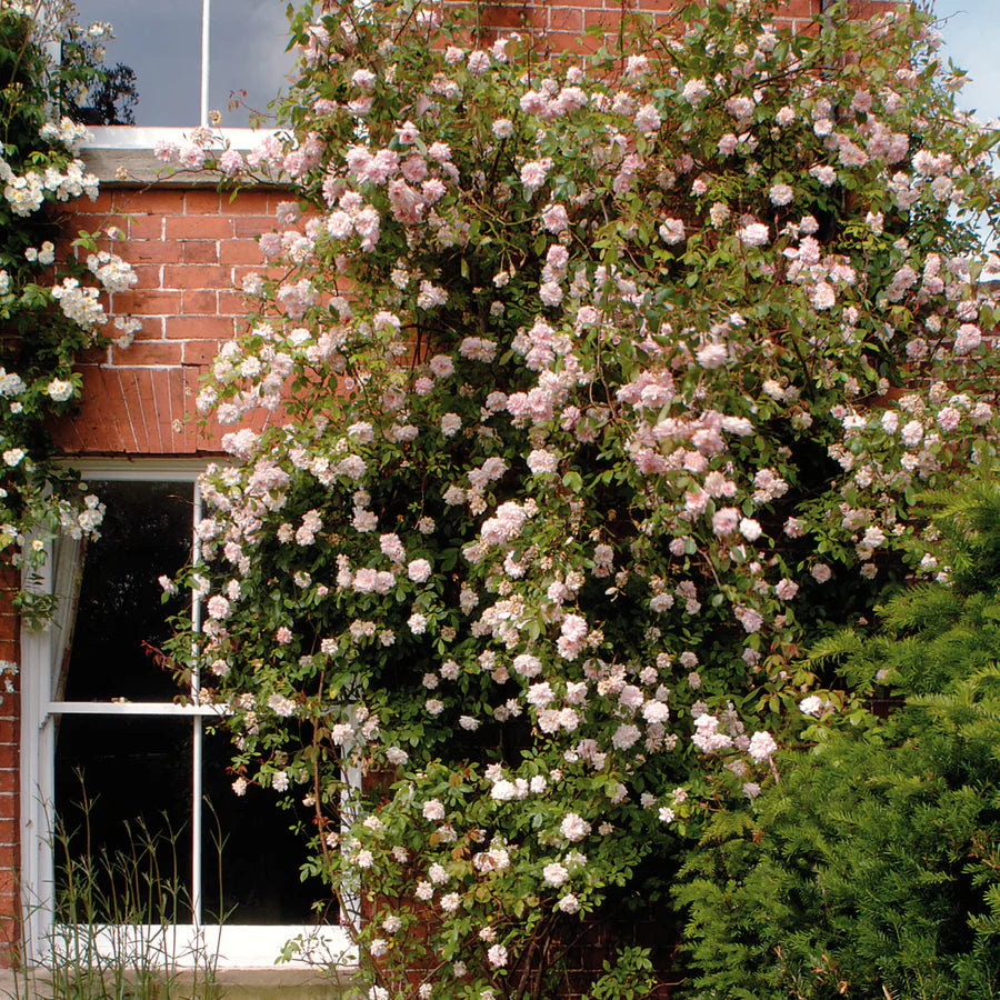 Aimee_Vibert white climbing rose