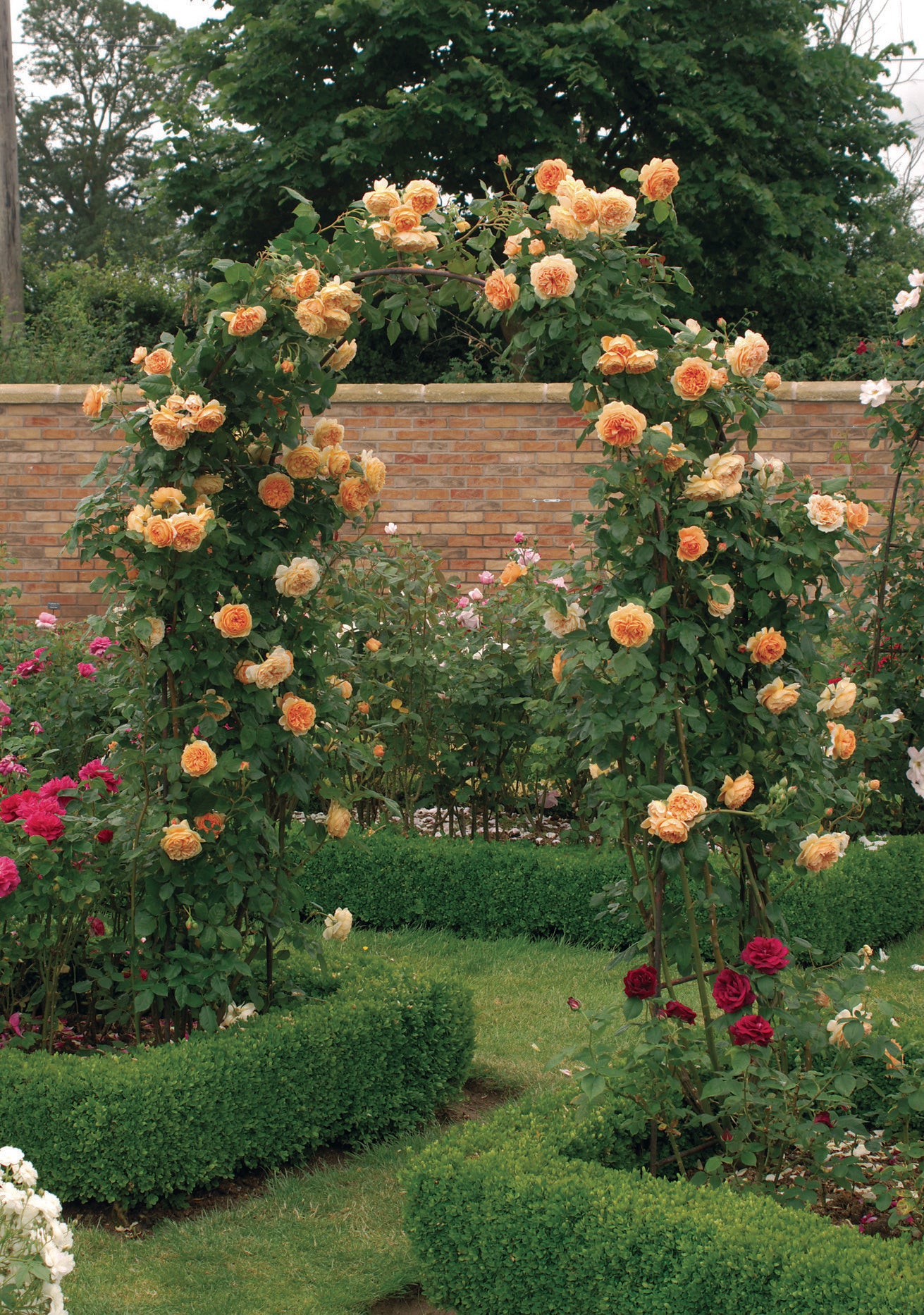 Crown_Princess_Margareta climbing apricot/orange rose bred by David Austin growing over an arch
