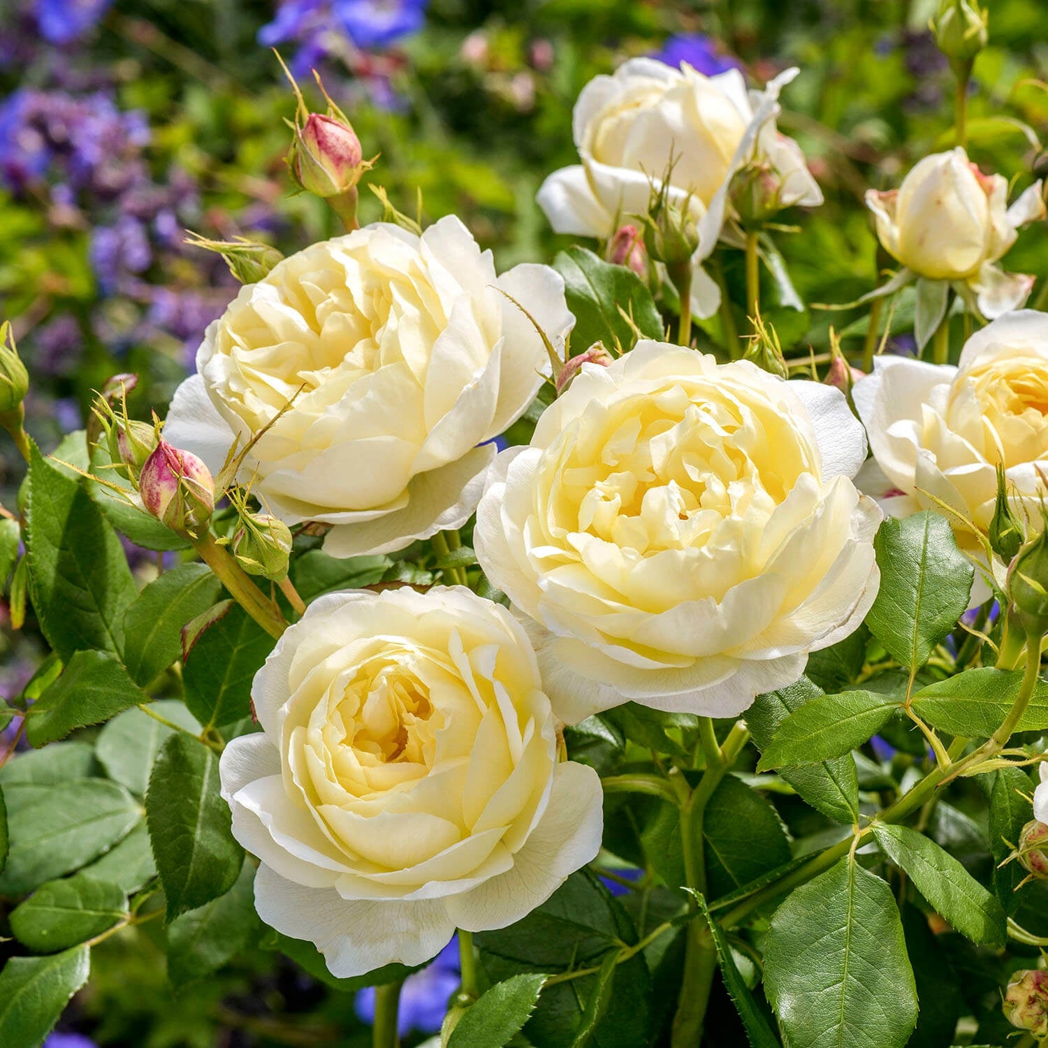 Vanessa Bell® 10 Rose Hedging Bundle