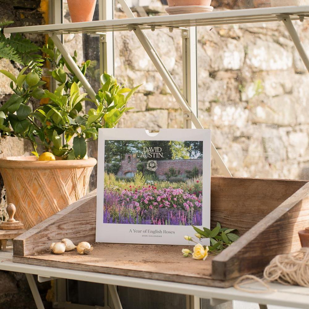 David Austin 2026 Wall Calendar