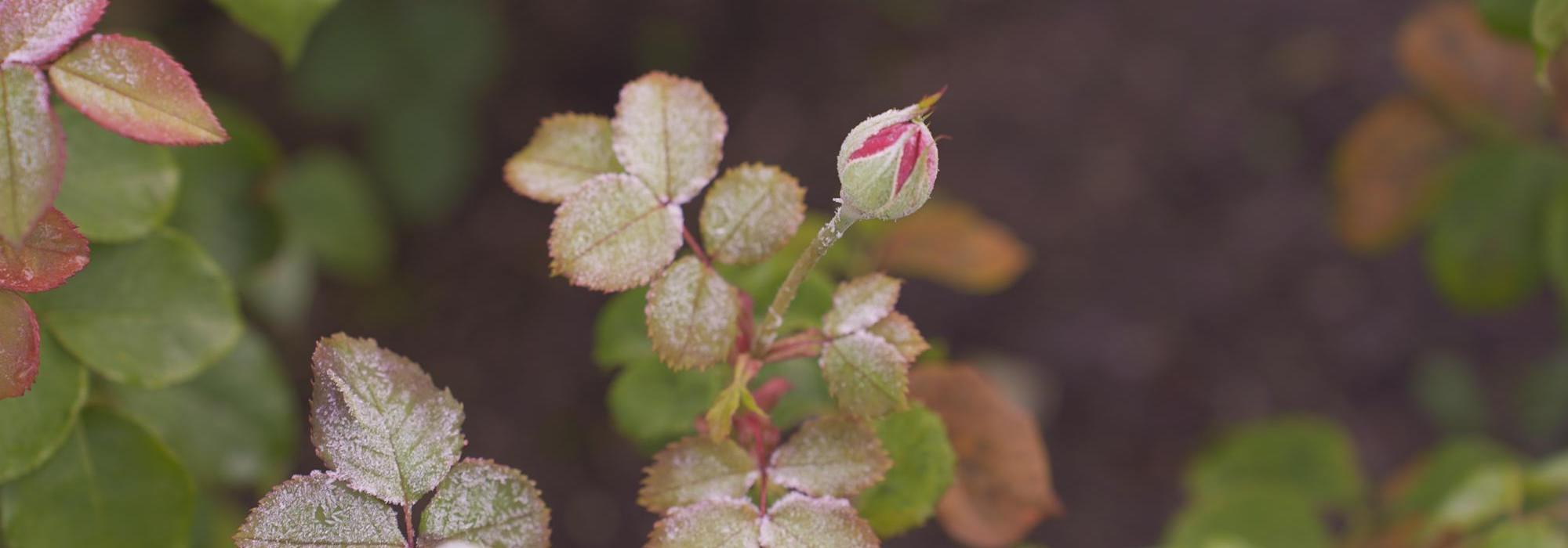 Frosty image of a rose bud