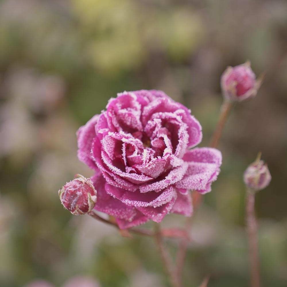 Frosty-Penelope-Lively pink rose
