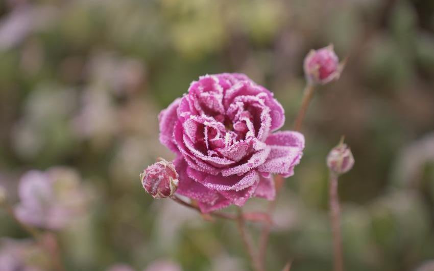 Caring for Roses Through Winter