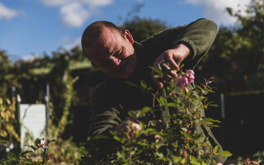 How To Deadhead Your Rose