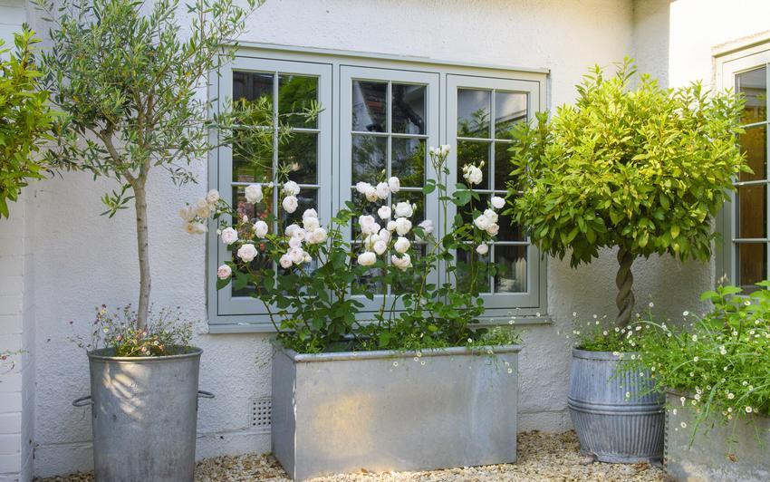Rosa Desdemona, white rose bred by David Austin in a container against a house