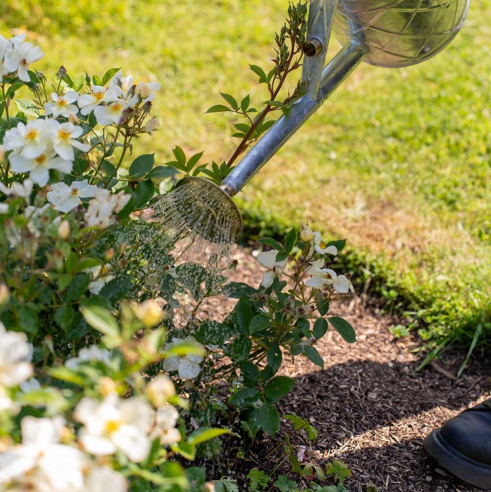 Person watering Kew Gardens rose bred by David Austin roses with a haws watering can