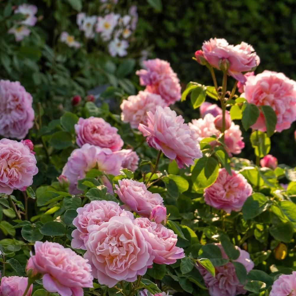 Eustacia_Vye pink shrub rose bred by David Austin