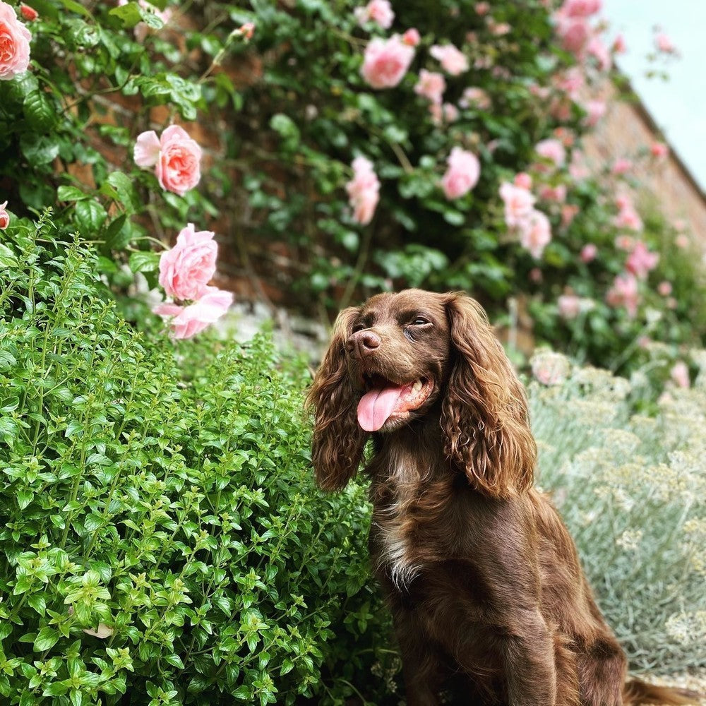 Brown dog in the David Austin roses gardens