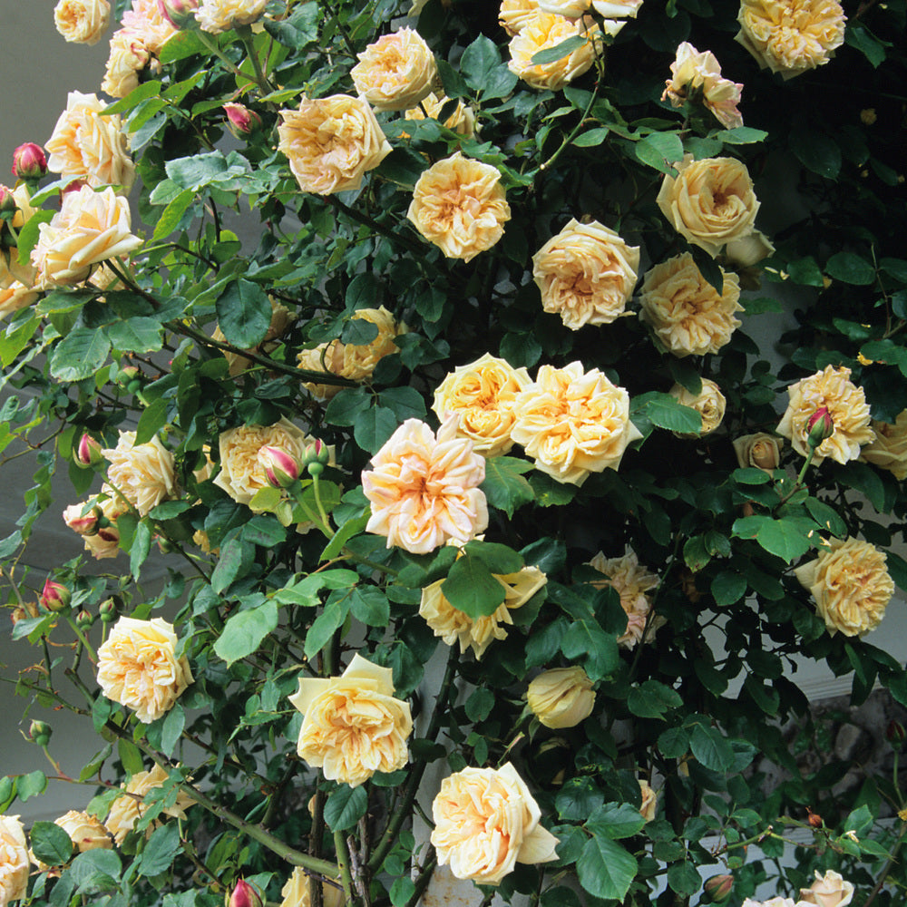 GLODIJ_CLIMBE yellow climbing rose