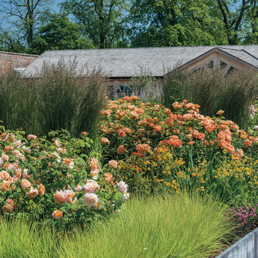 Lady of Shalott Orange English rose bred by David Austin in a garden