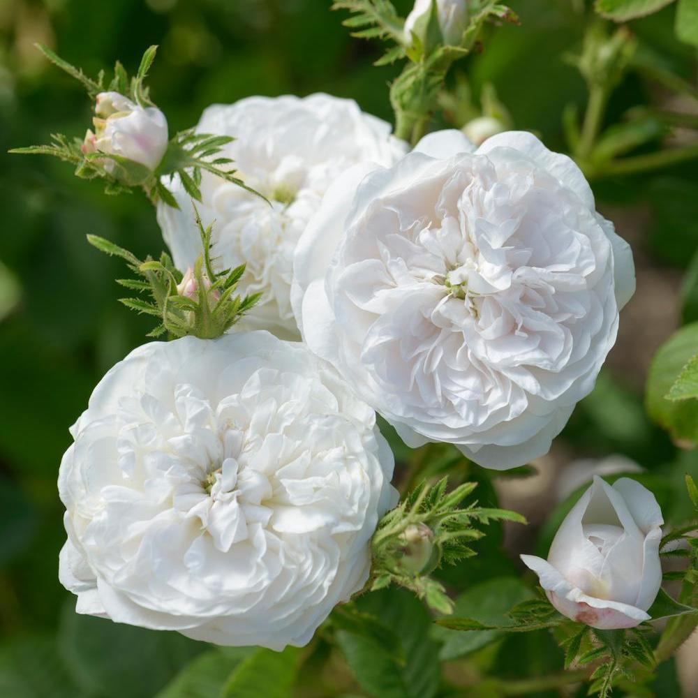 Madame_Hardy white shrub rose