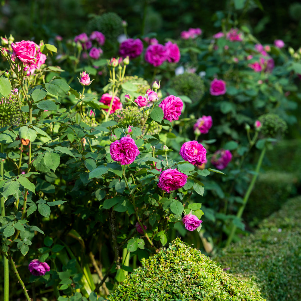 Little_White_Pet white shrub rose