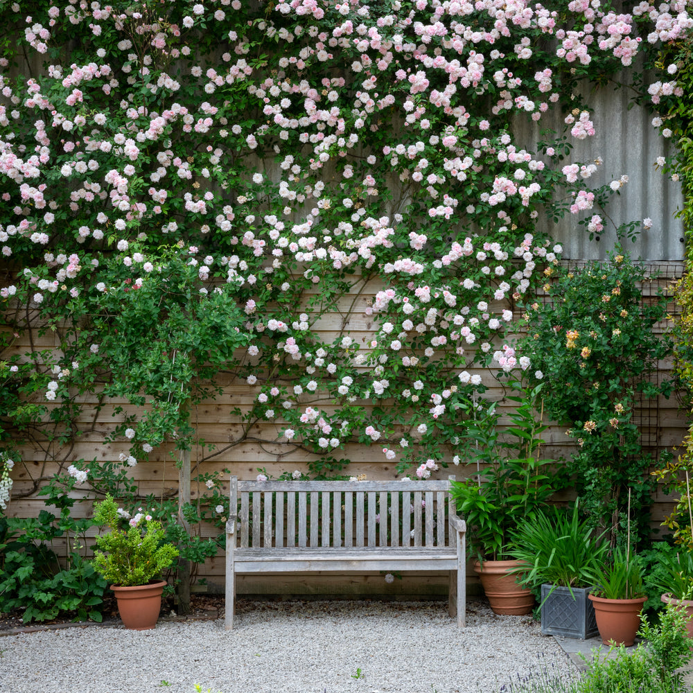 Paul_s_Himalayan_Musk pink rose climbing up a wall next to a bench