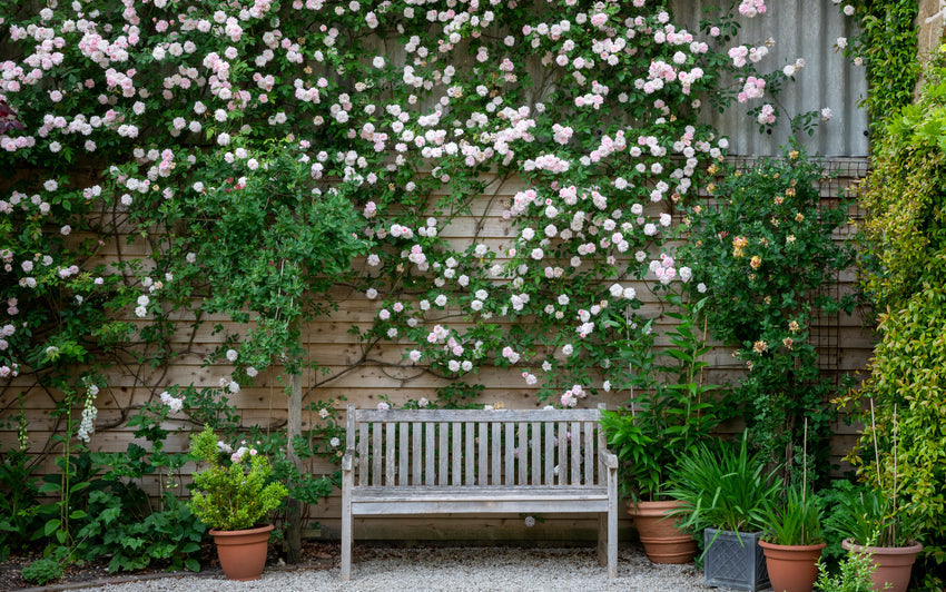 Creating Living Walls with Climbing Roses