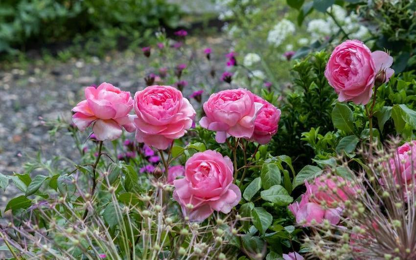 Some roses seem to hold a story in their petals, and Rosa Penelope Lively is one of them. Named for the much-loved writer, this English Shrub Rose carries both elegance and quiet depth, a living tribute to a voice that has shaped contemporary literature.