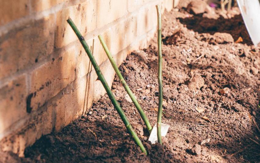 Bare root rose bred by David Austin in the ground against a wall