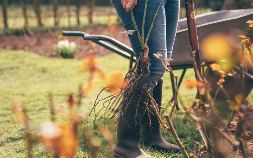 A person carrying a bare root rose bred by David Austin
