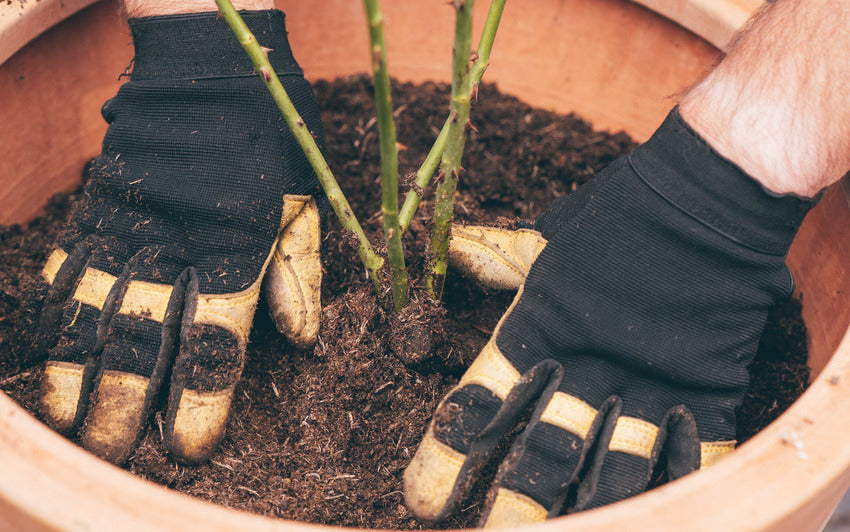 Persons hands around a bare root rose in a pot pressing down soil