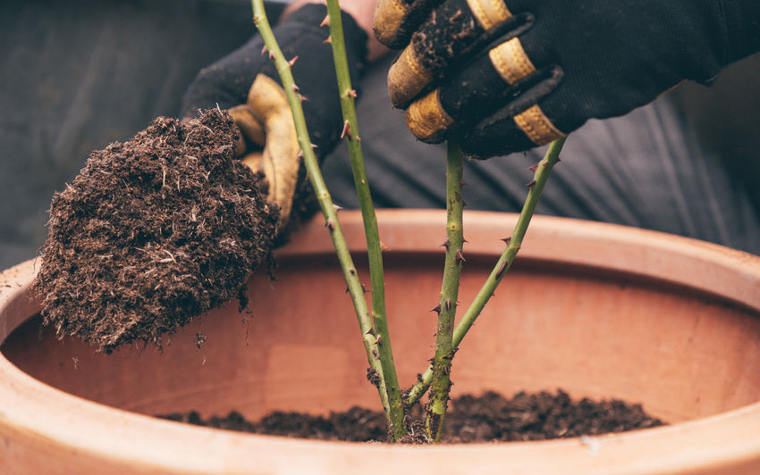 Close up of a bare root rose being planted in a pot