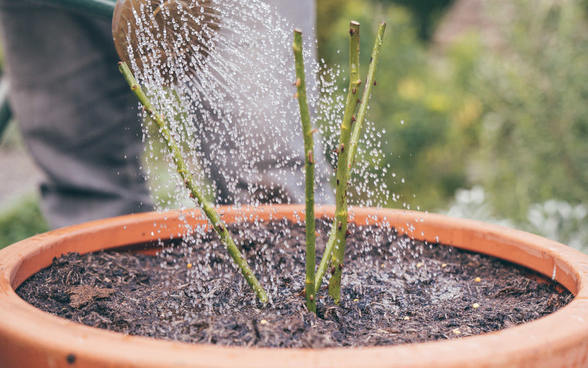 Bare root rose in a pot being watered
