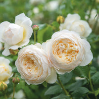 Claire Austin, white climbing rose bred by David Austin
