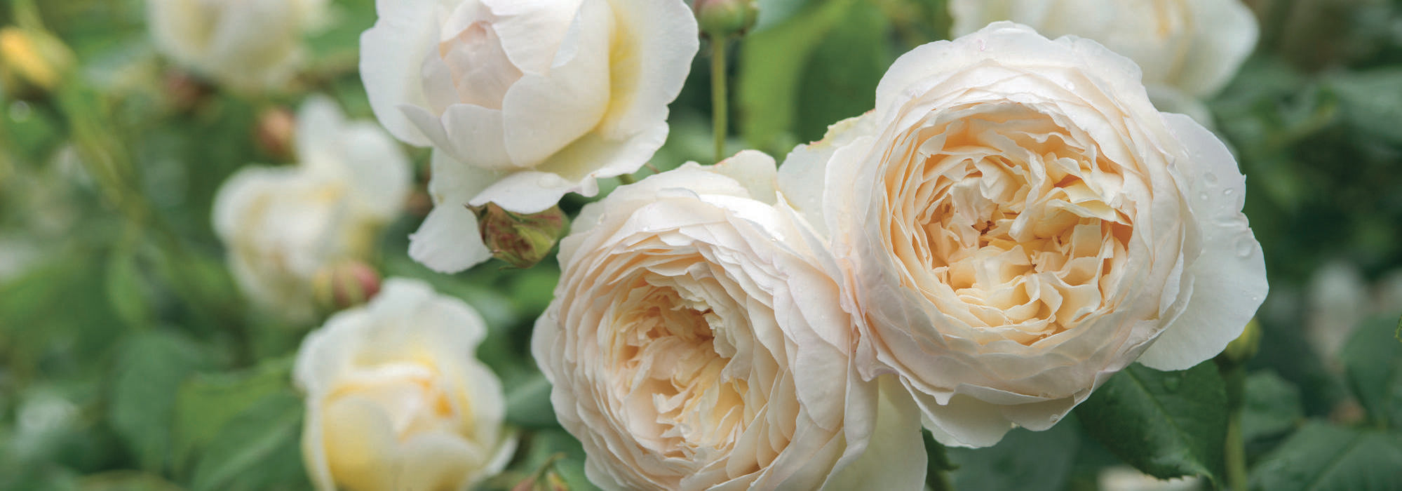 Claire Austin, white climbing rose bred by David Austin