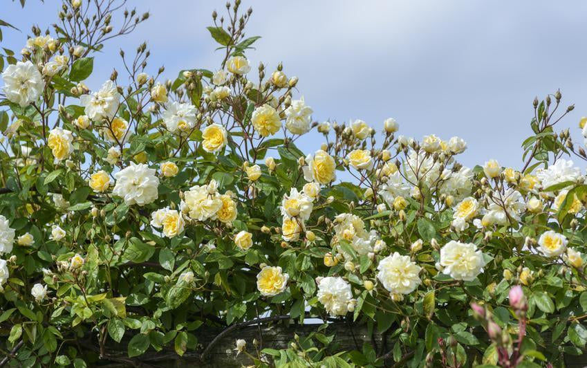 Malvern Hills English rambling rose bred by David Austin growing along a structure
