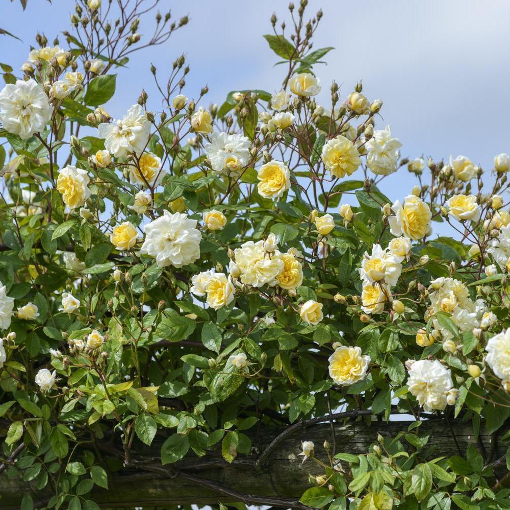 Malvern_Hills English rambling yellow rose bred by David Austin