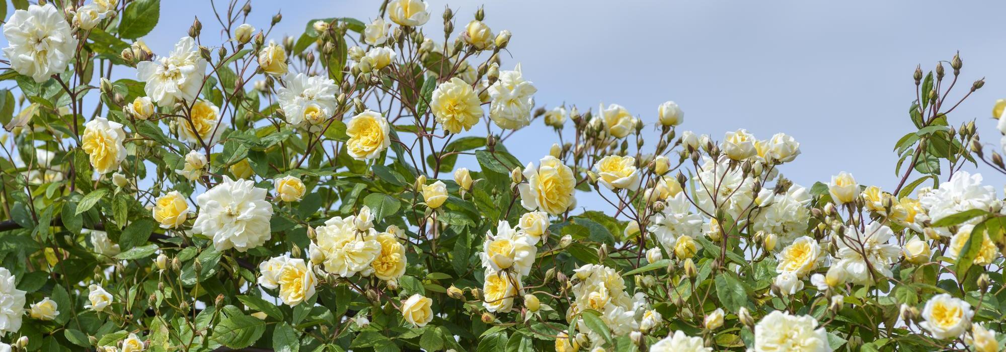 Malvern_Hills English rambling yellow rose bred by David Austin