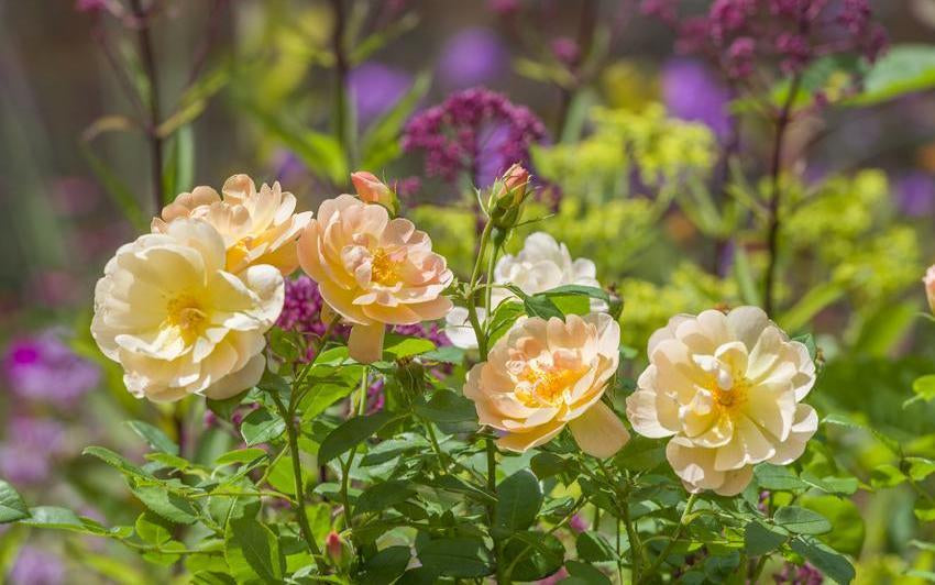Image of The Lark Ascending, English rose by David Austin Roses.