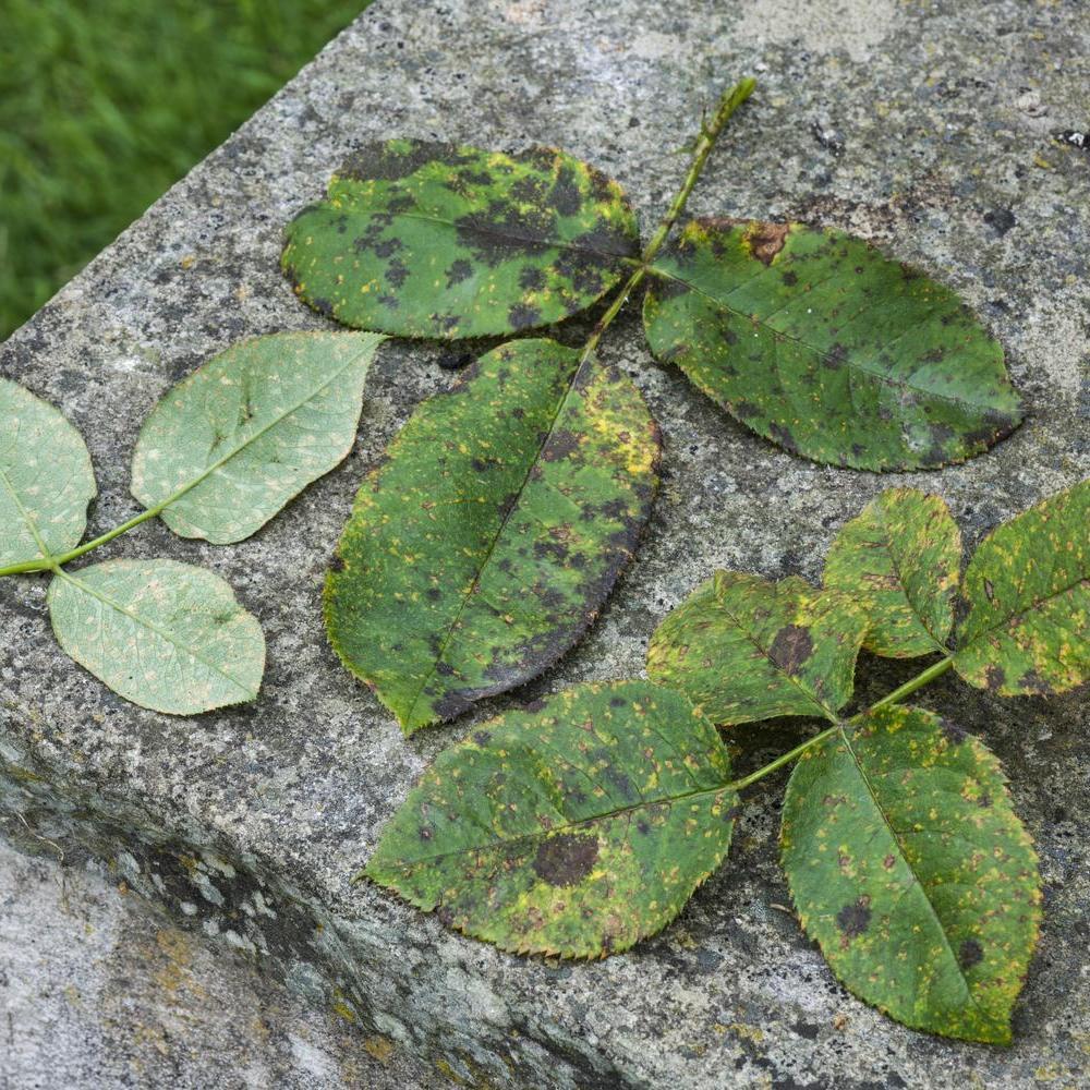 Image of rose leaves showing a mixture of diseases