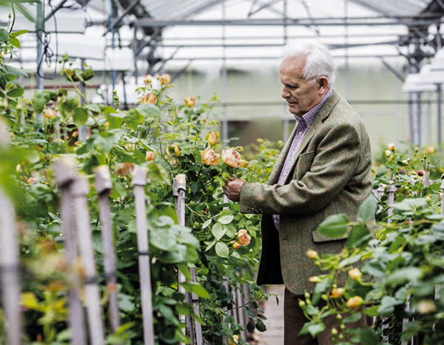 David Austin looking at roses in a greenhouse