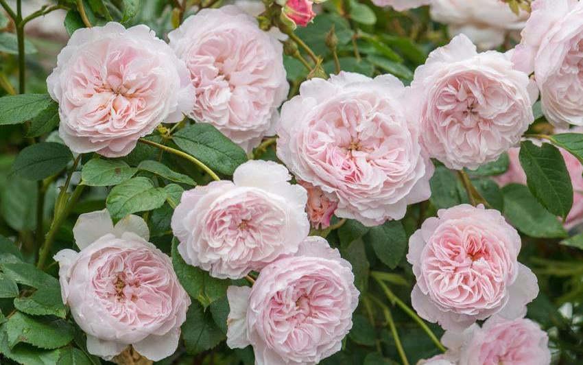 The_Albrighton_Rambler pink rambling rose bred by David Austin