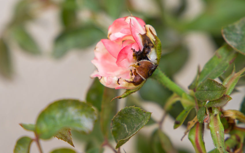 Image of a rose bloom which has been effected by a thrip