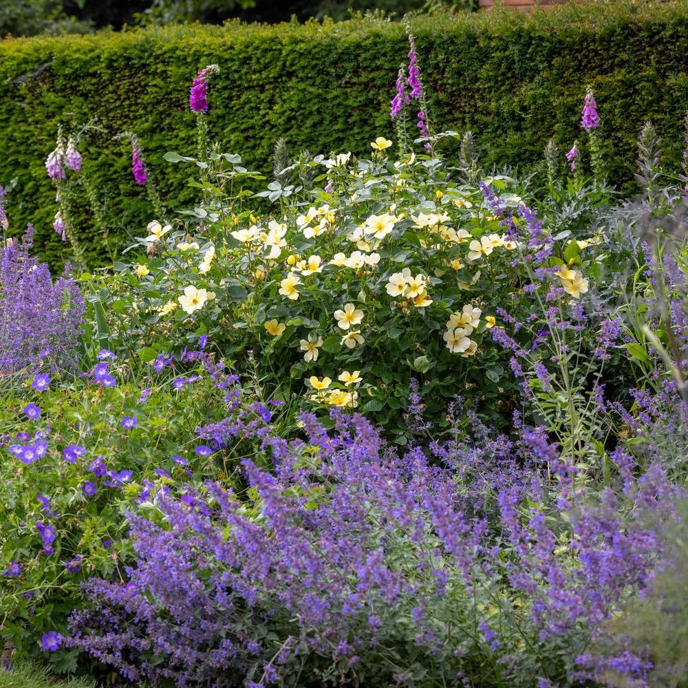 Tottering-By-Gently_ yellow English rose bred by David Austin in a garden