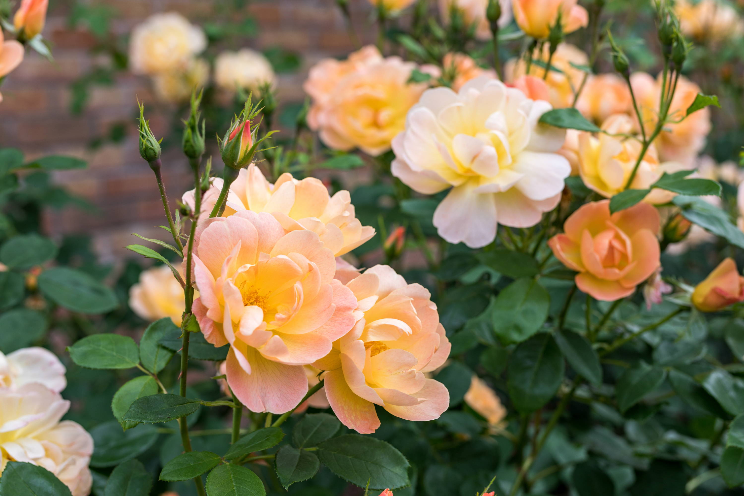 A Rose Inspired by Music - The Story of The Lark Ascending® (Ausursula)