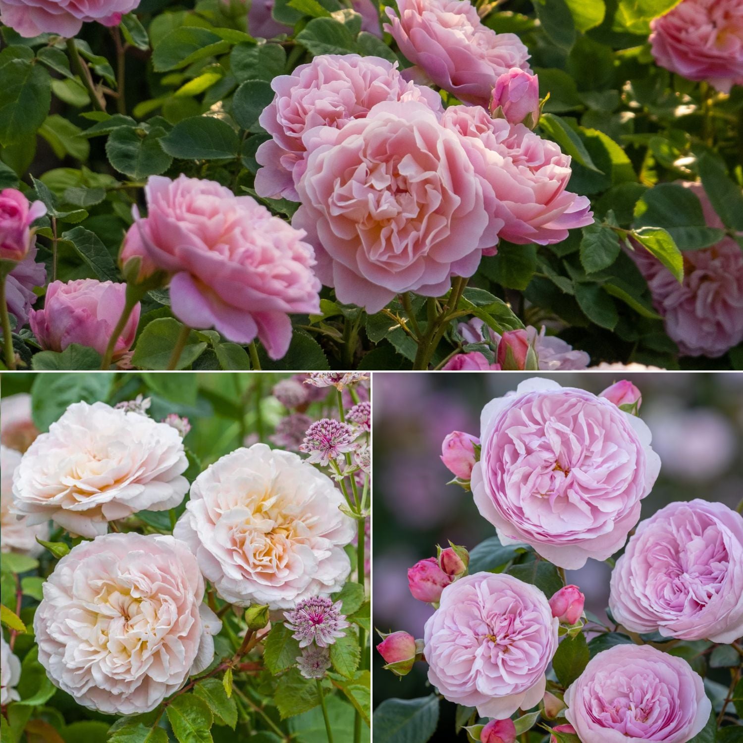 The Beginner's Bundle