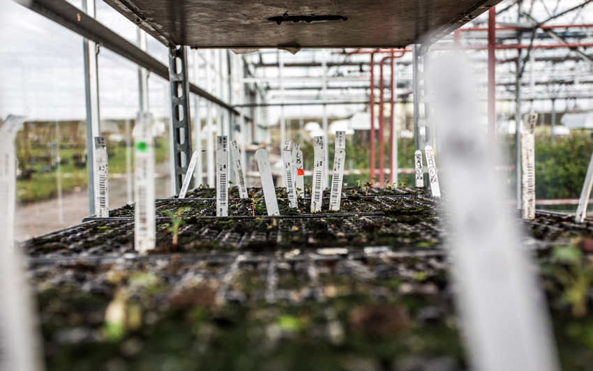 Close up of seedlings at David Austin